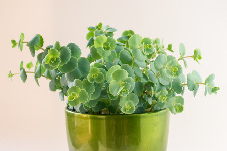 green panachured decorative succulent in flower pot, white background, isolatedの写真素材