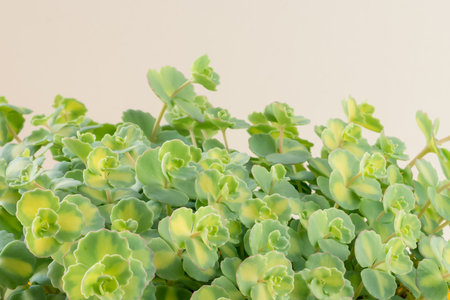 green panachured decorative succulent, white background, isolatedの写真素材