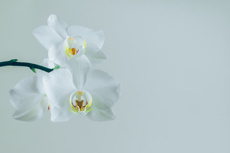beautiful white orchid flower bloomingの写真素材