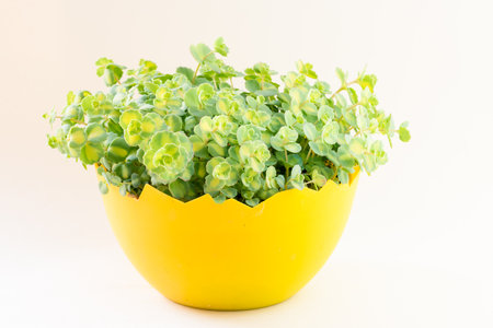 green panachured decorative succulent in yellow flower pot, white background, isolatedの写真素材