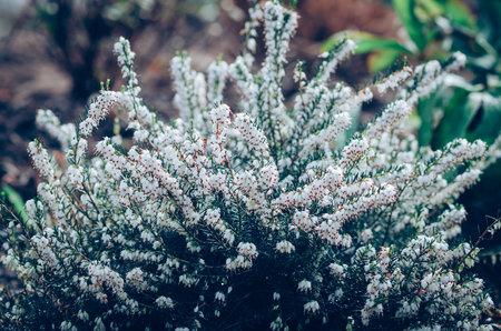 beautiful heath with white flowersの写真素材