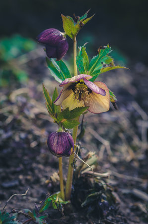 spring colorful helleborus flowers blossoming in green spring gardenの写真素材