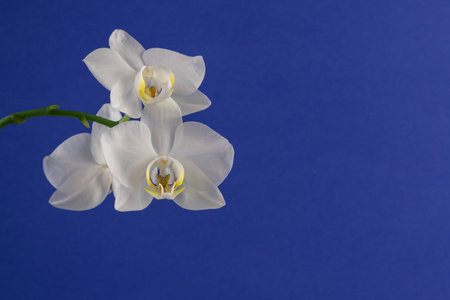 beautiful white orchid flower blooming, blue backgroundの写真素材