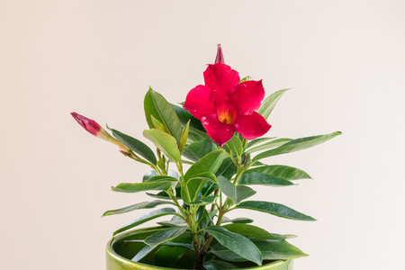 red mandevilla flower in flower pot, white background, isolatedの写真素材