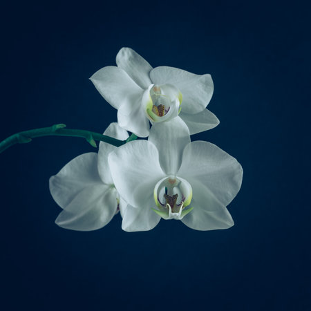 beautiful white orchid flower blooming, black backgroundの写真素材