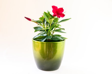red mandevilla flower in flower pot, white background, isolatedの写真素材