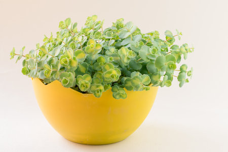 green panachured decorative succulent in yellow flower pot, white background, isolatedの写真素材