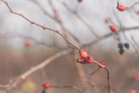 red rosehip berry, autumnal nature outdoorsの写真素材