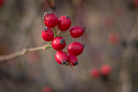 red rosehip berry, autumnal nature outdoorsの写真素材