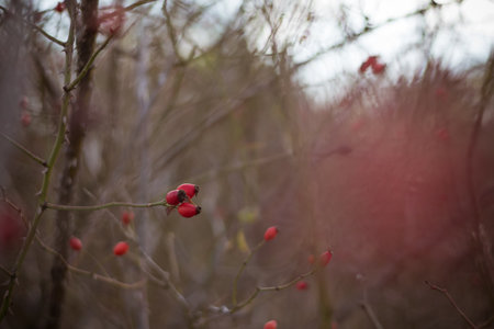 red rosehip berry, autumnal nature outdoorsの写真素材