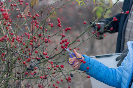 red rosehip berry, autumnal nature outdoors, healthy berry