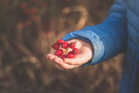red rosehip berry, autumnal nature outdoors, healthy berry