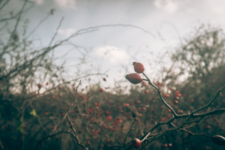 dry plant outdoors, nostalgic blue atmopshereの写真素材