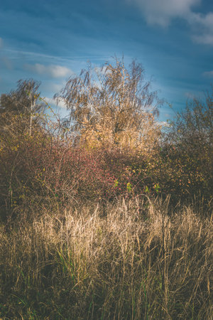 yellow, red, orange trees and blue purple sky outdoors in autumnの写真素材