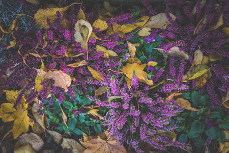 tiny purple heath flowers covered with autumnal yellow leavesの写真素材