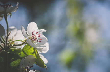 blossoming apple flowers on twig in spring time against blue skyの写真素材