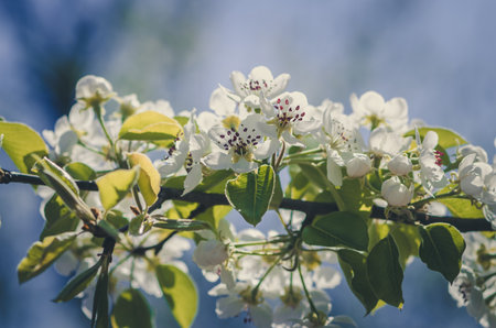 blossoming pear tree flowers on twig in spring time against blue skyの写真素材