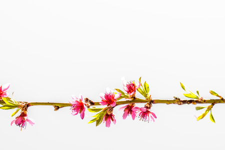 blossoming peach flowers on twig in spring time against blue sky, isolatedの写真素材