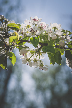 blossoming pear tree flowers on twig in spring time against blue skyの写真素材