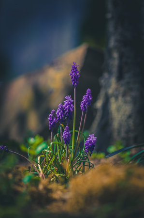 spring blue flowers, dramatic scene, contrastの写真素材