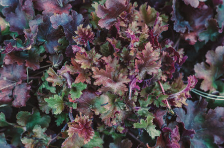 colorful heuchera plant in the gardenの写真素材