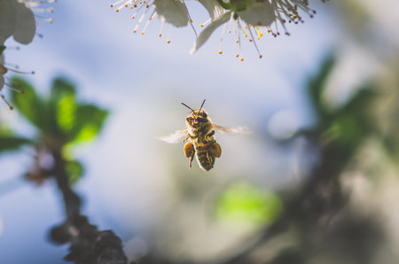 bee insect and white tiny apple flowers blooming in springtimeの写真素材