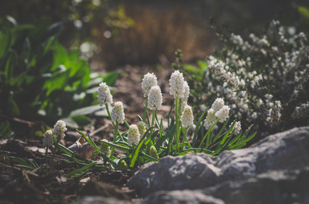 spring white flowers, sunny day, backlitの写真素材