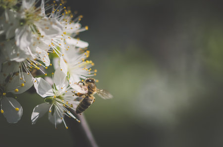 bee insect and white tiny apple flowers blooming in springtimeの写真素材