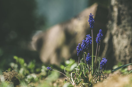 spring blue flowers, dramatic scene, contrastの写真素材
