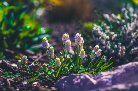 spring white flowers, sunny day, backlitの写真素材