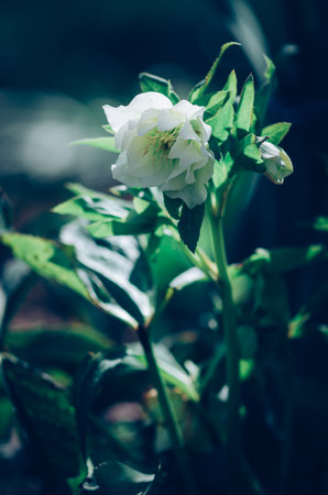 spring flowers, white helleborus flower and green leavesの写真素材