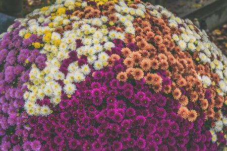colorful chrysanthemum flowers on the grave, orange, pink and white flowersの写真素材