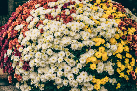 colorful chrysanthemum flowers on the grave, orange, yellow, pink and white flowersの写真素材