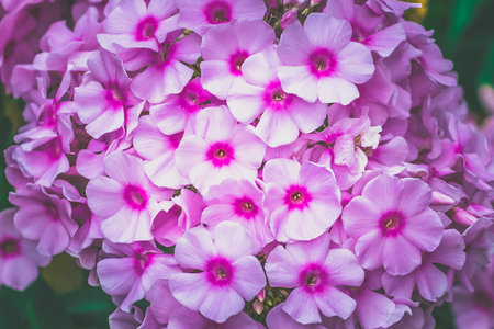 beautiful pink phlox flowers in summer nature copy space