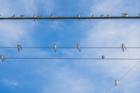 group of swallows posing free on electric wires