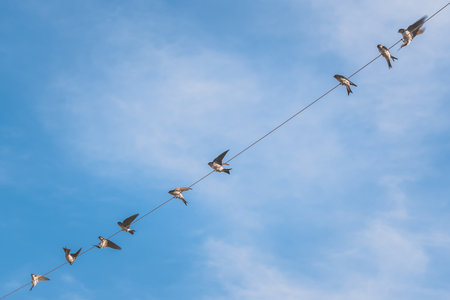group of swallows posing free on electric wires copy space