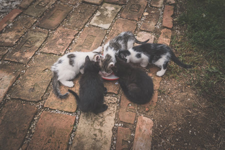group of cute little cat pet eating together