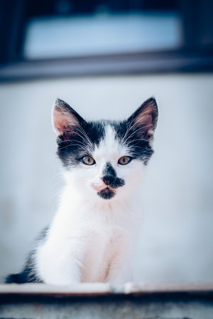 adorable cute cat baby portrait