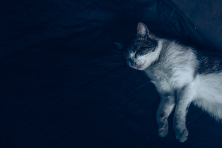 cute domestic cat relaxing on black background