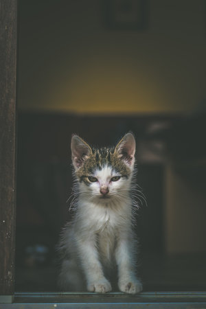 adorable cute cat baby portrait