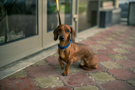 A small brown dog dachshund on a leash is waiting for the owner near the store on the street.の写真素材