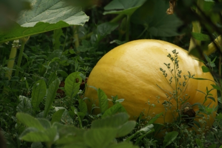 big yellow pumpkin growing in the grass