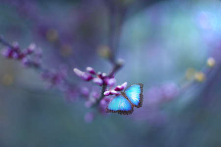 A blue butterfly sitting on a branch of Judas on a pastel delicate background on a summer evening.
