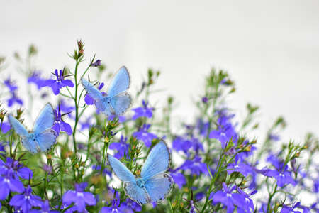 Delicate blue butterflies blooming in blue tiny flowers on a summer day.の写真素材
