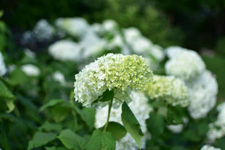 Blooming hydrangea that changes color to autumn in the home garden.の写真素材