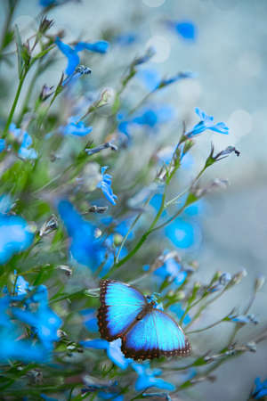 Delicate blue butterfly on blue flowers label.
