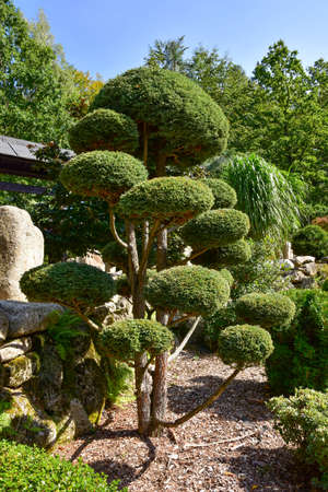 Beautiful molded juniper bonsai tree in a Japanese garden.