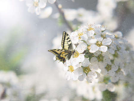 A gentle butterfly drinking nectar on summer flowers on a beautiful warm summer day in the gardenの写真素材