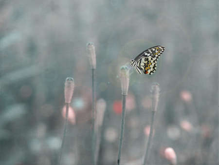 A gentle butterfly drinking nectar on summer flowers on a beautiful warm summer day in the gardenの写真素材