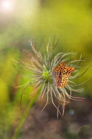 A gentle butterfly drinking nectar on summer flowers on a beautiful warm summer day in the gardenの写真素材